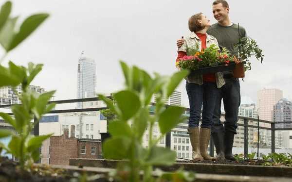 Рослини, висаджені на дахах будівель, корисні