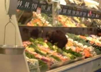 У овочевий відділ супермаркету забрело ведмежа