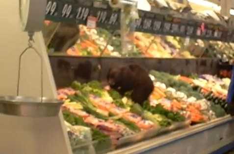У овочевий відділ супермаркету забрело ведмежа