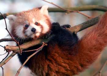 Дивіться, ким надихалися творці Mozilla Firefox