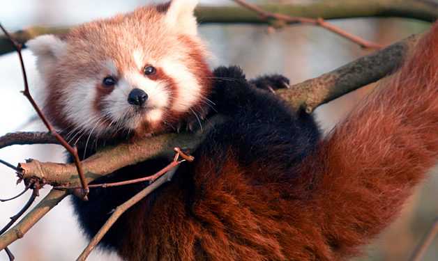 Дивіться, ким надихалися творці Mozilla Firefox