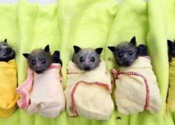 Дитячий будинок для кажанів відкрили в Австралії