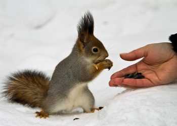 В Америці жінка може сісти у в'язницю за годування білок