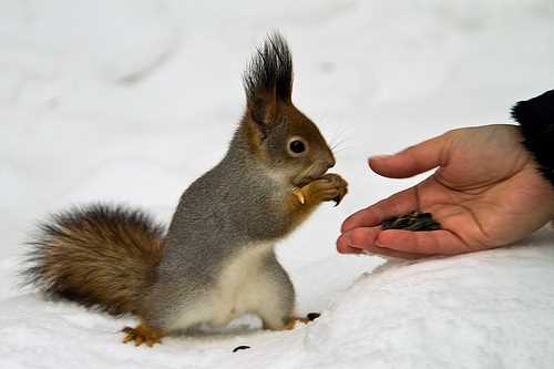 В Америці жінка може сісти у в'язницю за годування білок
