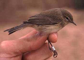 Ізраїль потрапив на карту світової орнітології