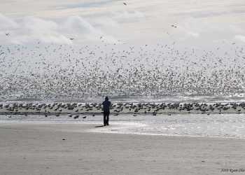 Птахи сповіщають про прихід зими
