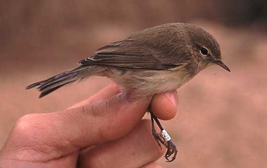 Ізраїль потрапив на карту світової орнітології