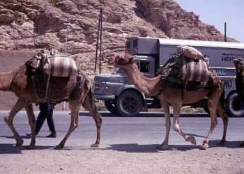 Верблюди «застрягли» на кордоні