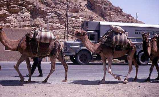 Верблюди «застрягли» на кордоні