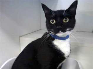 В англійському Рамсгейті поліція розшукує чоловіка за жорстоке поводження з котом