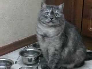 Котячий голодний бунт