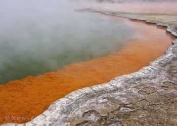 У Новій Зеландії є цілий «басейн з шампанським»