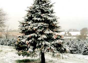 Напередодні різдвяних свят у США не вистачає ялинок