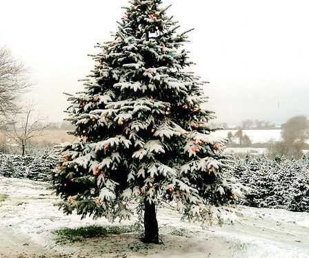 Напередодні різдвяних свят у США не вистачає ялинок