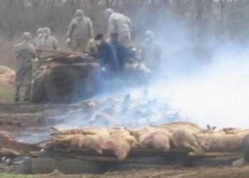 Україна посилює контроль за ввезенням свинини з Росії