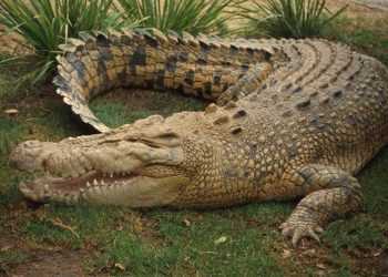 Філіппінський мер не хоче втрачати крокодила