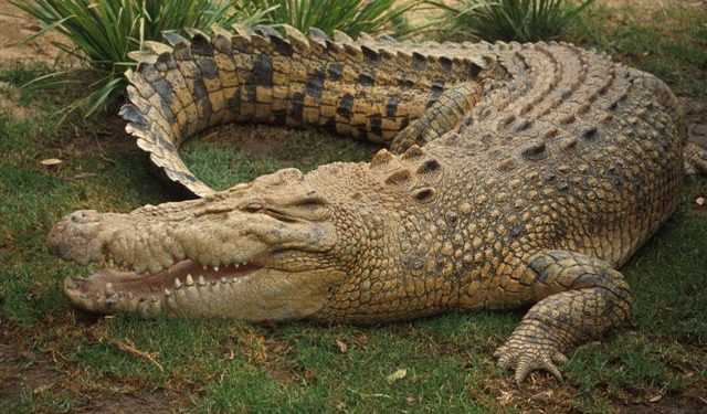 Філіппінський мер не хоче втрачати крокодила