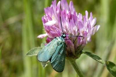 Науковцям вдалося відновити забарвлення давнього метелика