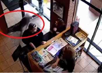 У ресторан Taco Mac ввірвався олень