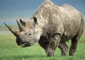 Чорні носороги повністю вимерли