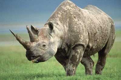 Чорні носороги повністю вимерли