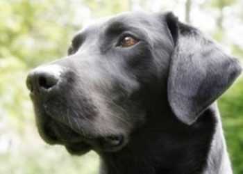 В США собакам заборонили довго гавкати