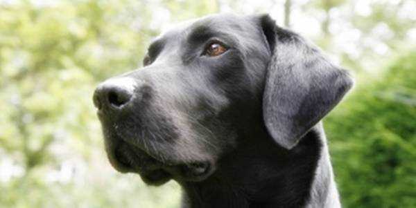 В США собакам заборонили довго гавкати