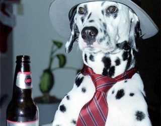 В Америці почали варити собаче пиво, а в Британії відкрився бар для чотириногих друзів людини