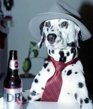 В Америці почали варити собаче пиво, а в Британії відкрився бар для чотириногих друзів людини