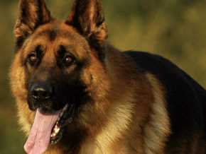 Найкращий друг людини