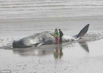 На австралійському узбережжі гинуть кашалоти