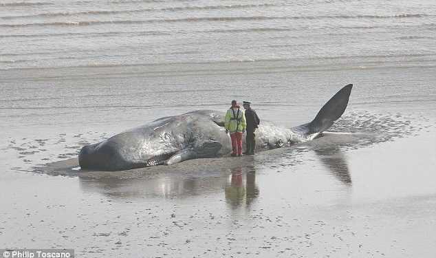 На австралійському узбережжі гинуть кашалоти