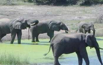 Засуха в Зімбабве вбила 100 слонів