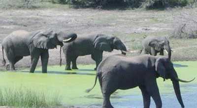 Засуха в Зімбабве вбила 100 слонів