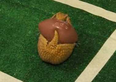 Броненосець із зоопарку Цинциннаті любить грати у американський футбол