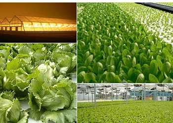 Німецькі вчені виростили найдорожчий в світі овоч