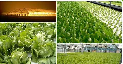 Німецькі вчені виростили найдорожчий в світі овоч