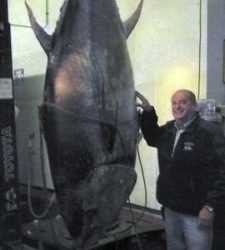 Величезного тунця на 400 кг конфіскувала влада