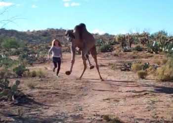 А ви бачили, як бігає верблюд?