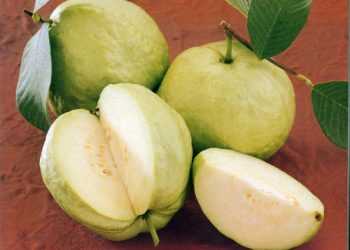 Гуава вважається суперфруктом