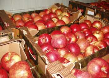 Міліція вимагає затримати «яблучних»рекетирів, суд – відпустив їх під підписку про невиїзд