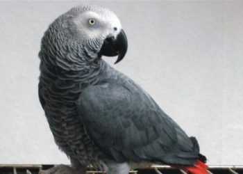 Папуга співає пісню Ані Лорак