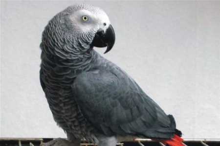 Папуга співає пісню Ані Лорак