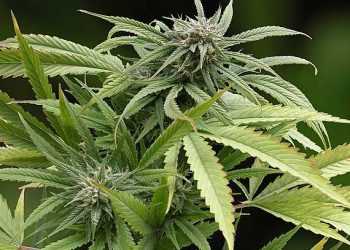 Співробітники СІЗО намагались пронести наркотики через КП