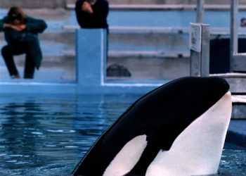 Захисники тварин вимагають звільнення касатки