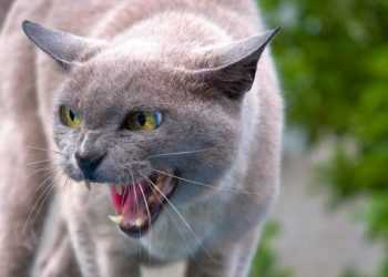 Кота виселили з гуртожитку за поганий характер