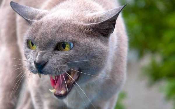 Кота виселили з гуртожитку за поганий характер