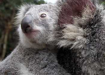 Не бійтеся, це не м'ясо коал, а щуряче м'ясо!