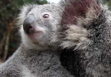 Не бійтеся, це не м'ясо коал, а щуряче м'ясо!