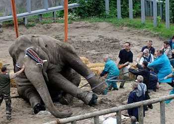 У Верховній раді врешті-решт звернули увагу на Київський зоопарк